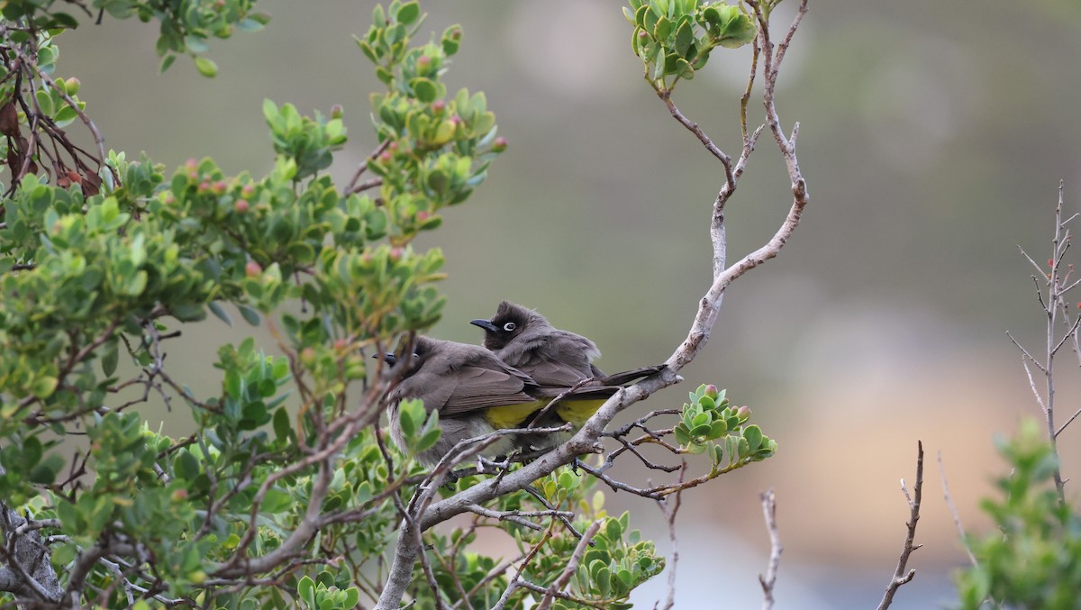 Cape Bulbul - ML647747328