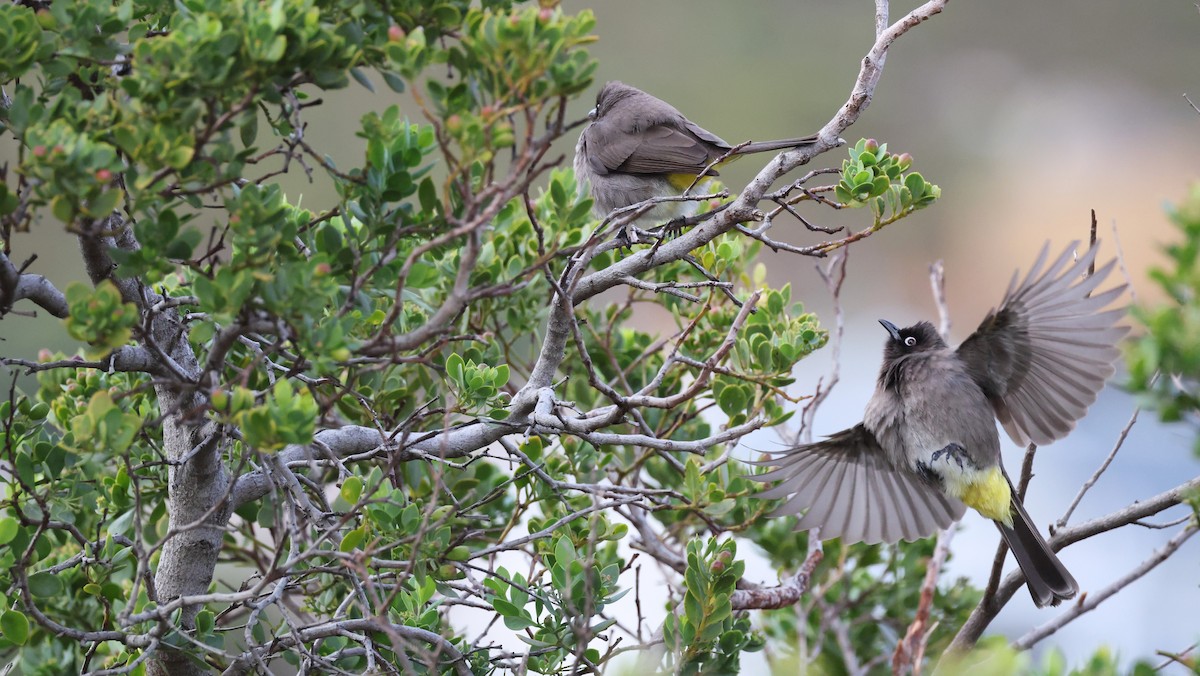 Cape Bulbul - ML647747329