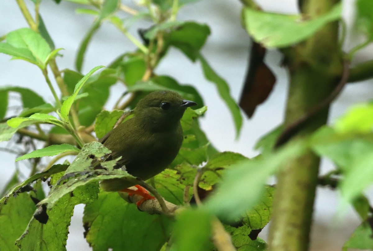 White-collared Manakin - ML647747400