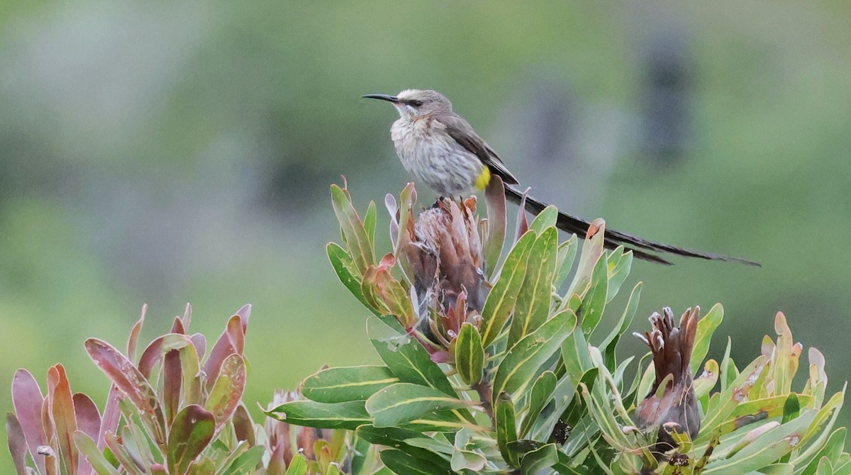 Cape Sugarbird - ML647747403