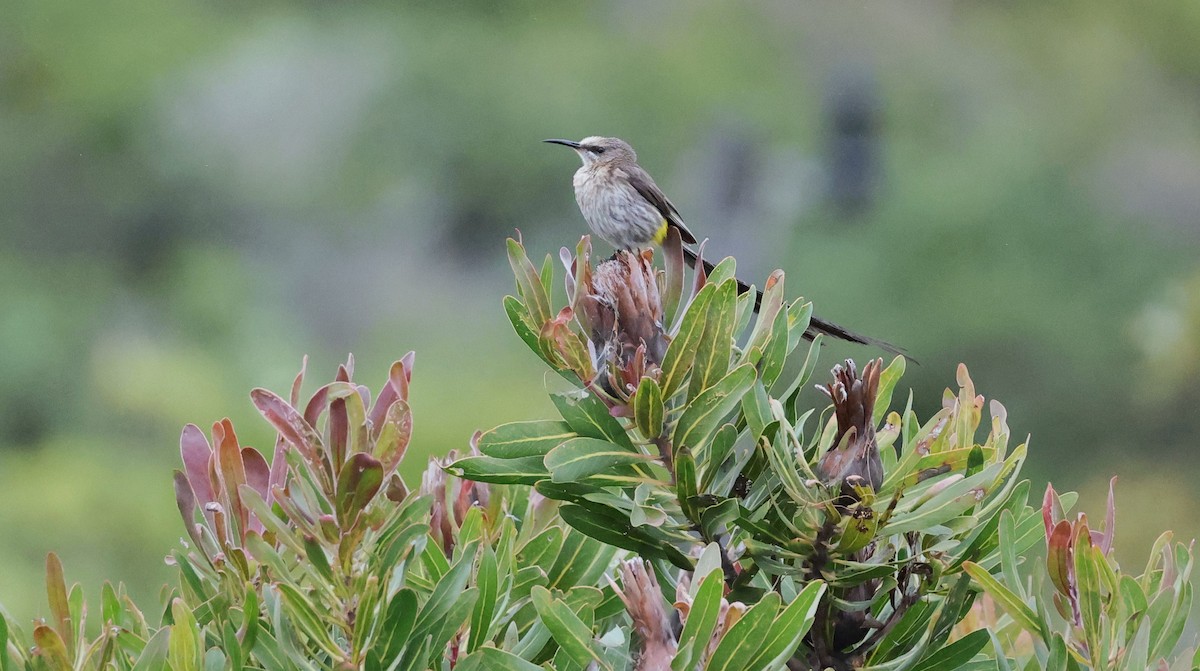 Cape Sugarbird - ML647747404