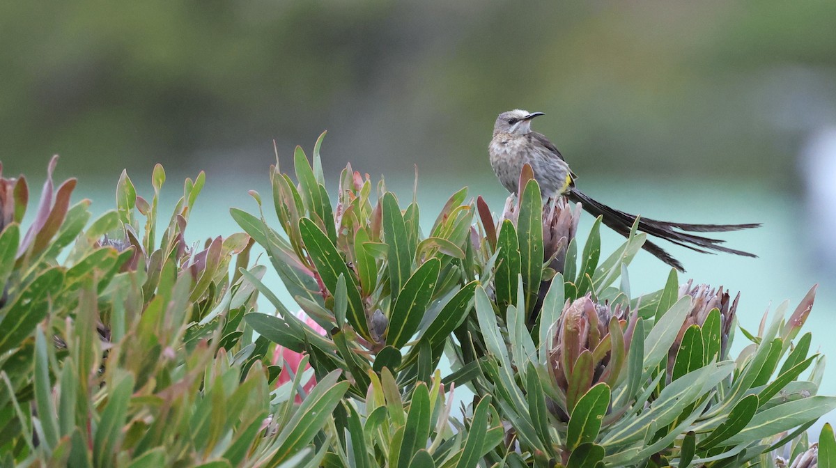 Cape Sugarbird - ML647747405