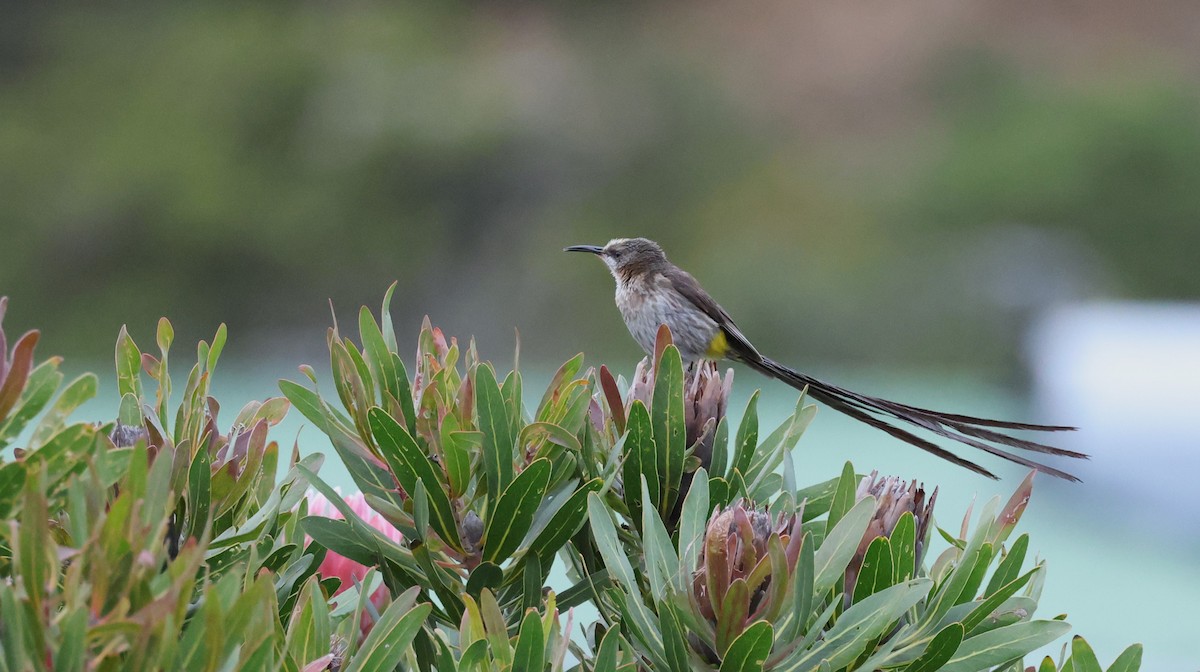 Cape Sugarbird - ML647747406