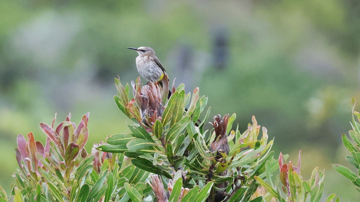 Cape Sugarbird - ML647747407