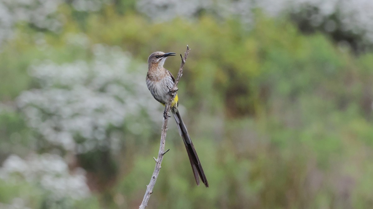 Cape Sugarbird - ML647747408