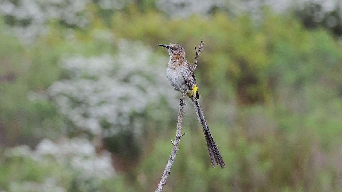 Cape Sugarbird - ML647747409