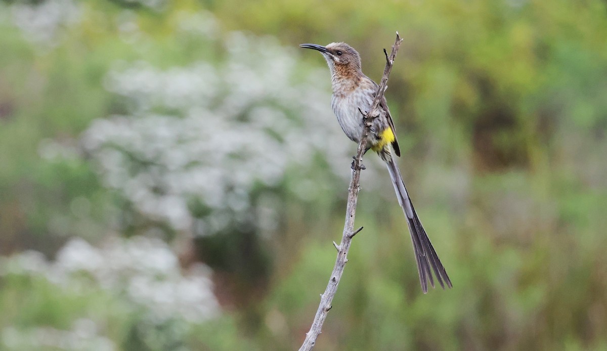 Cape Sugarbird - ML647747410