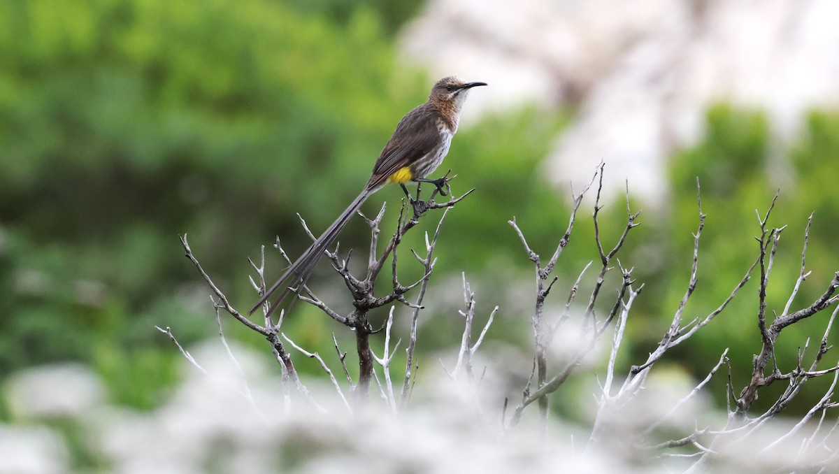 Cape Sugarbird - ML647747411