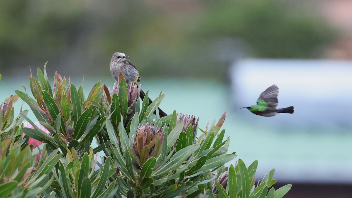 Cape Sugarbird - ML647747412