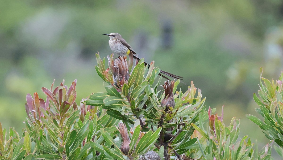 Cape Sugarbird - ML647747413