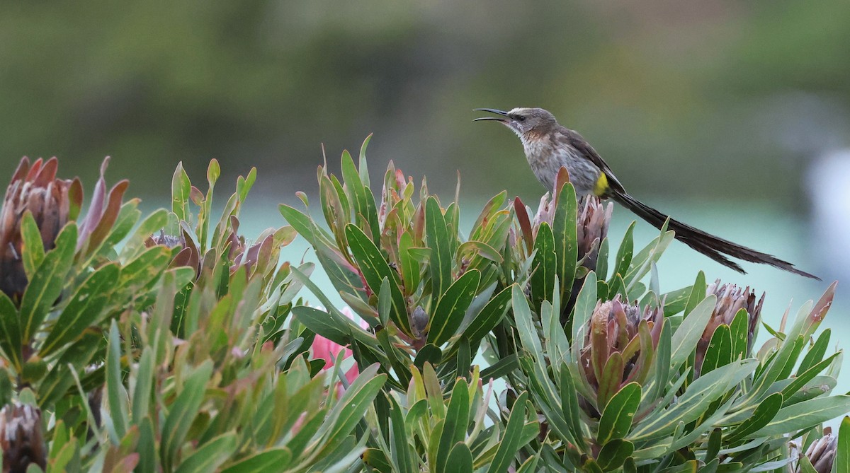 Cape Sugarbird - ML647747414