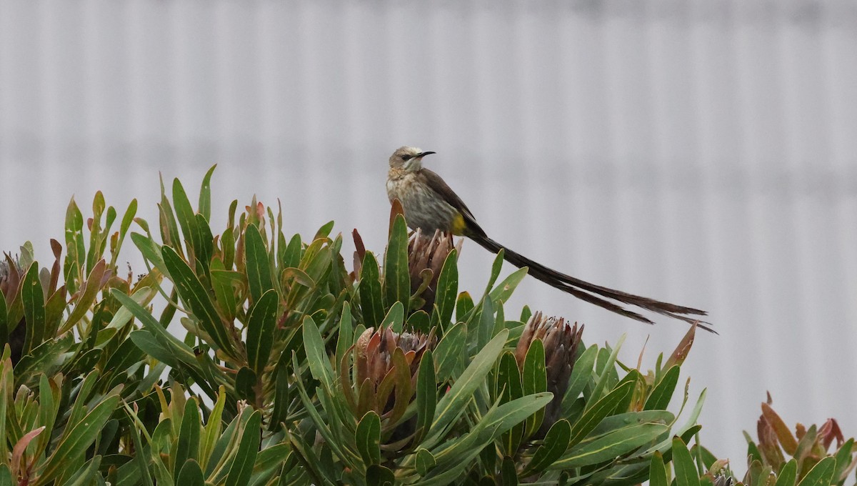 Cape Sugarbird - ML647747415