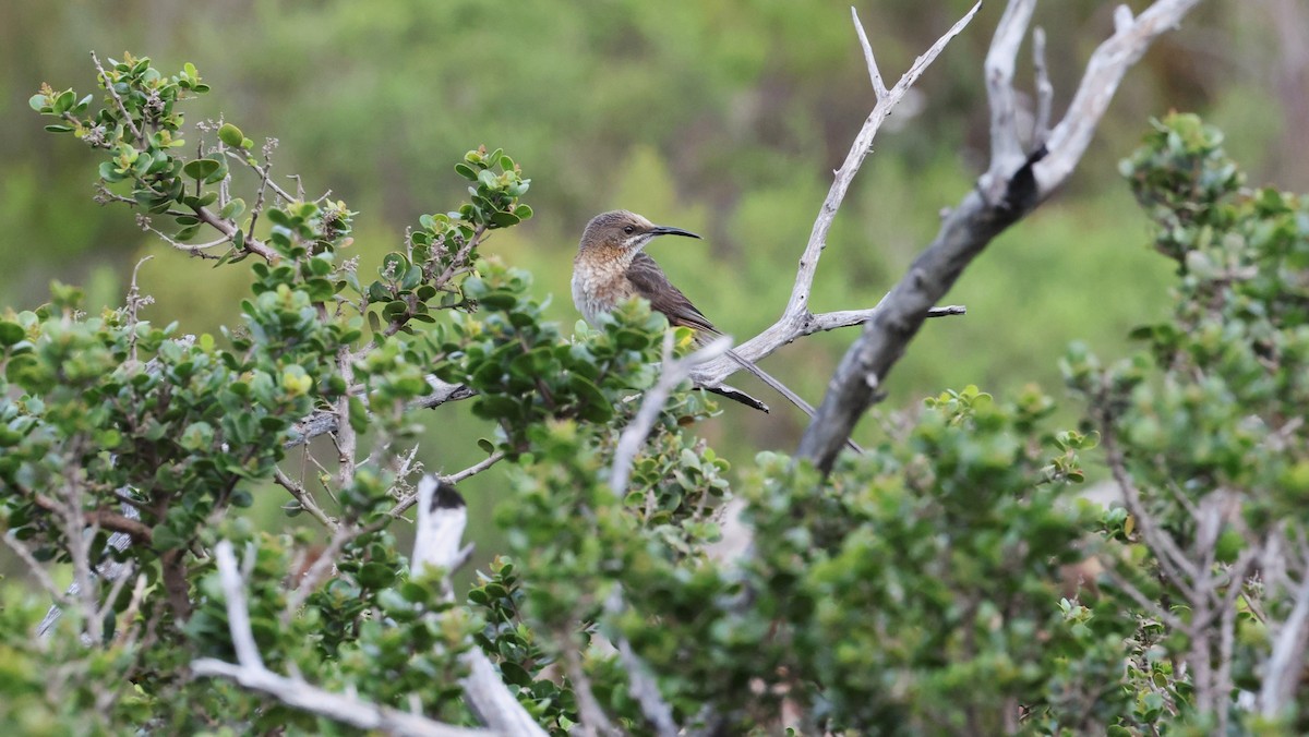 Cape Sugarbird - ML647747416