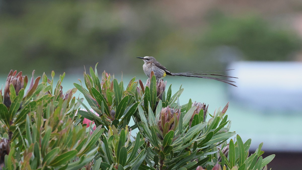 Cape Sugarbird - ML647747417