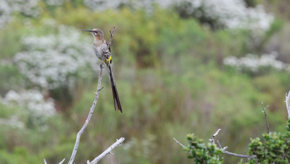 Cape Sugarbird - ML647747418