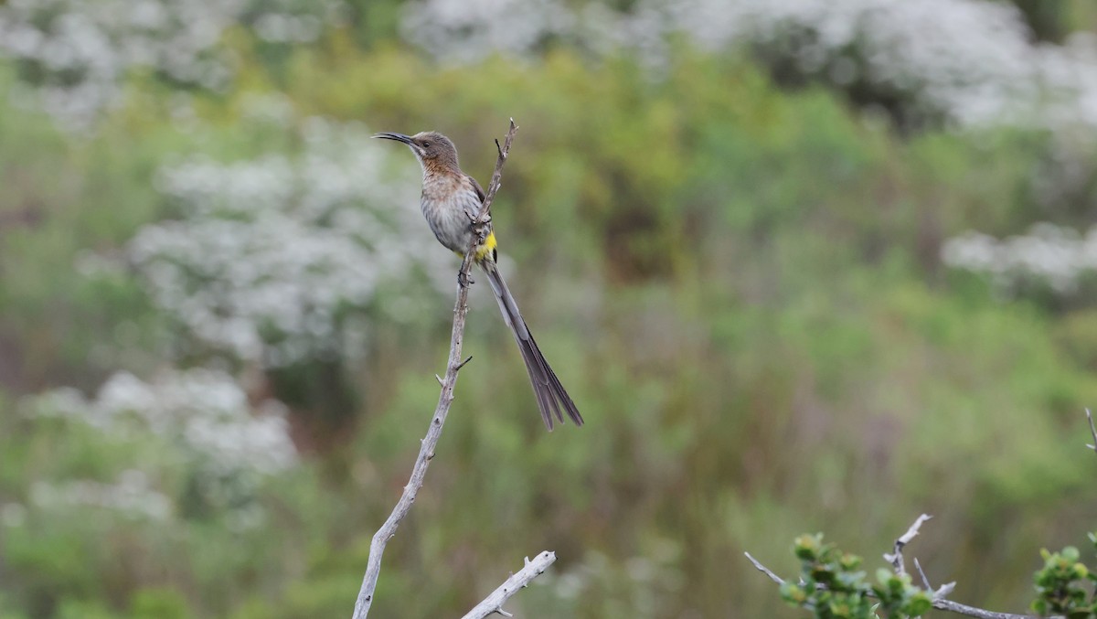 Cape Sugarbird - ML647747419