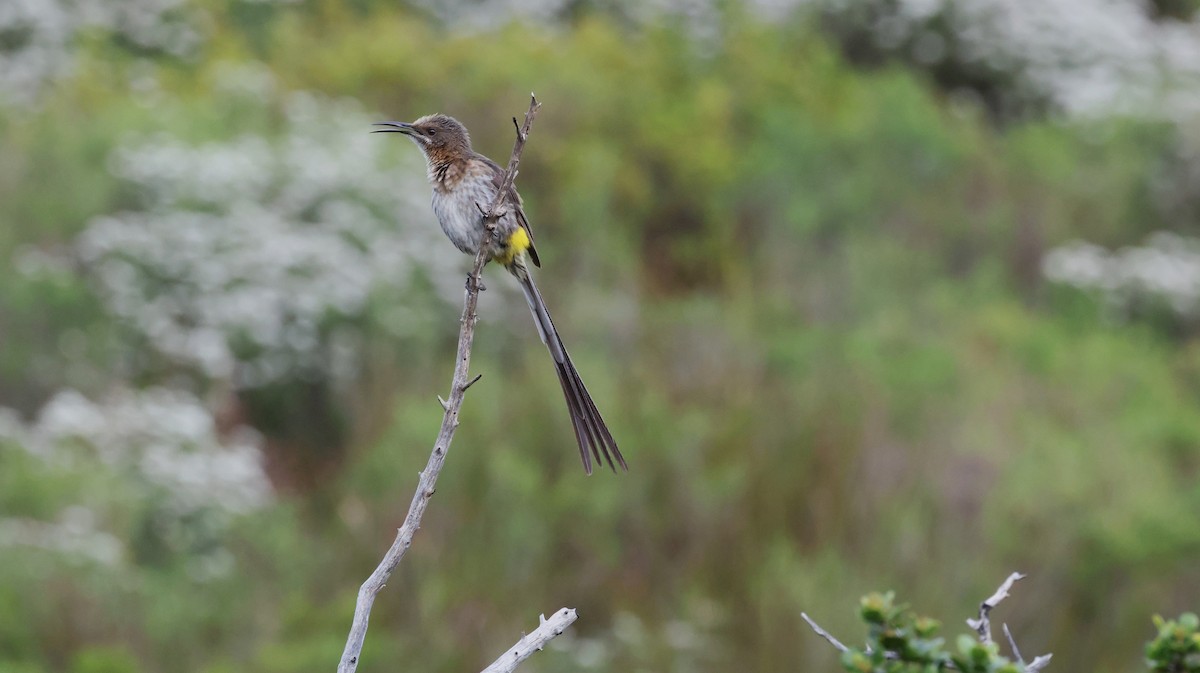 Cape Sugarbird - ML647747420