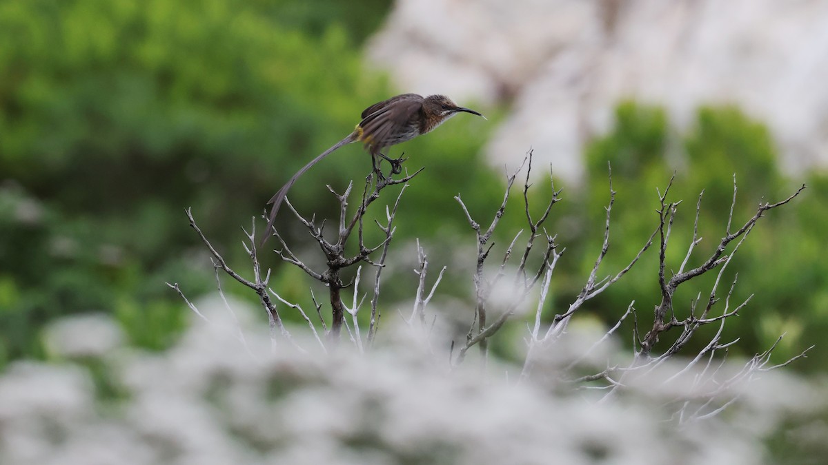 Cape Sugarbird - ML647747422