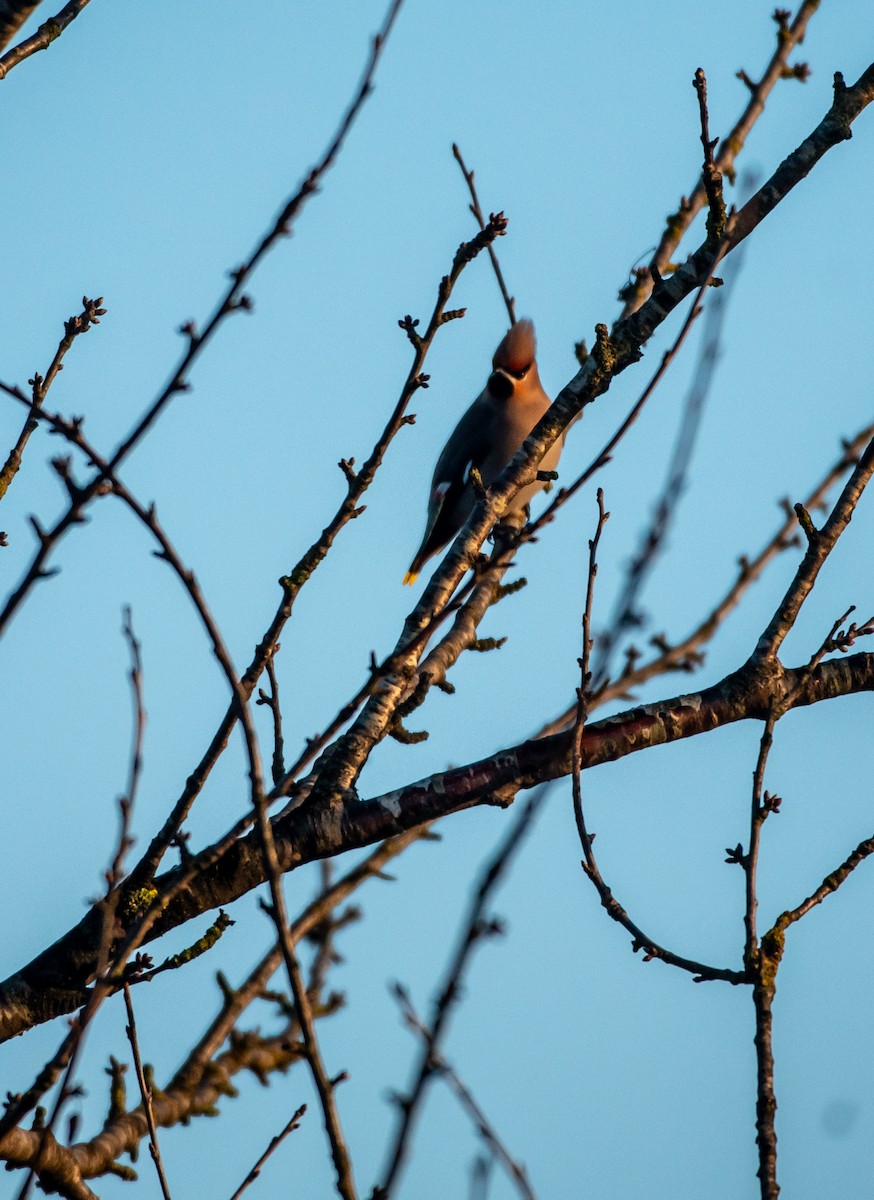 Bohemian Waxwing - ML647747434