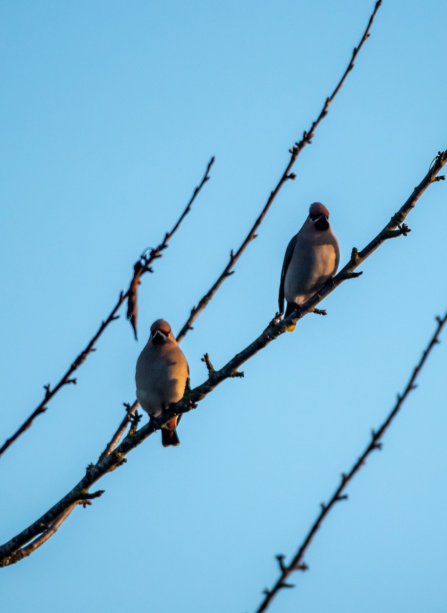 Bohemian Waxwing - ML647747435