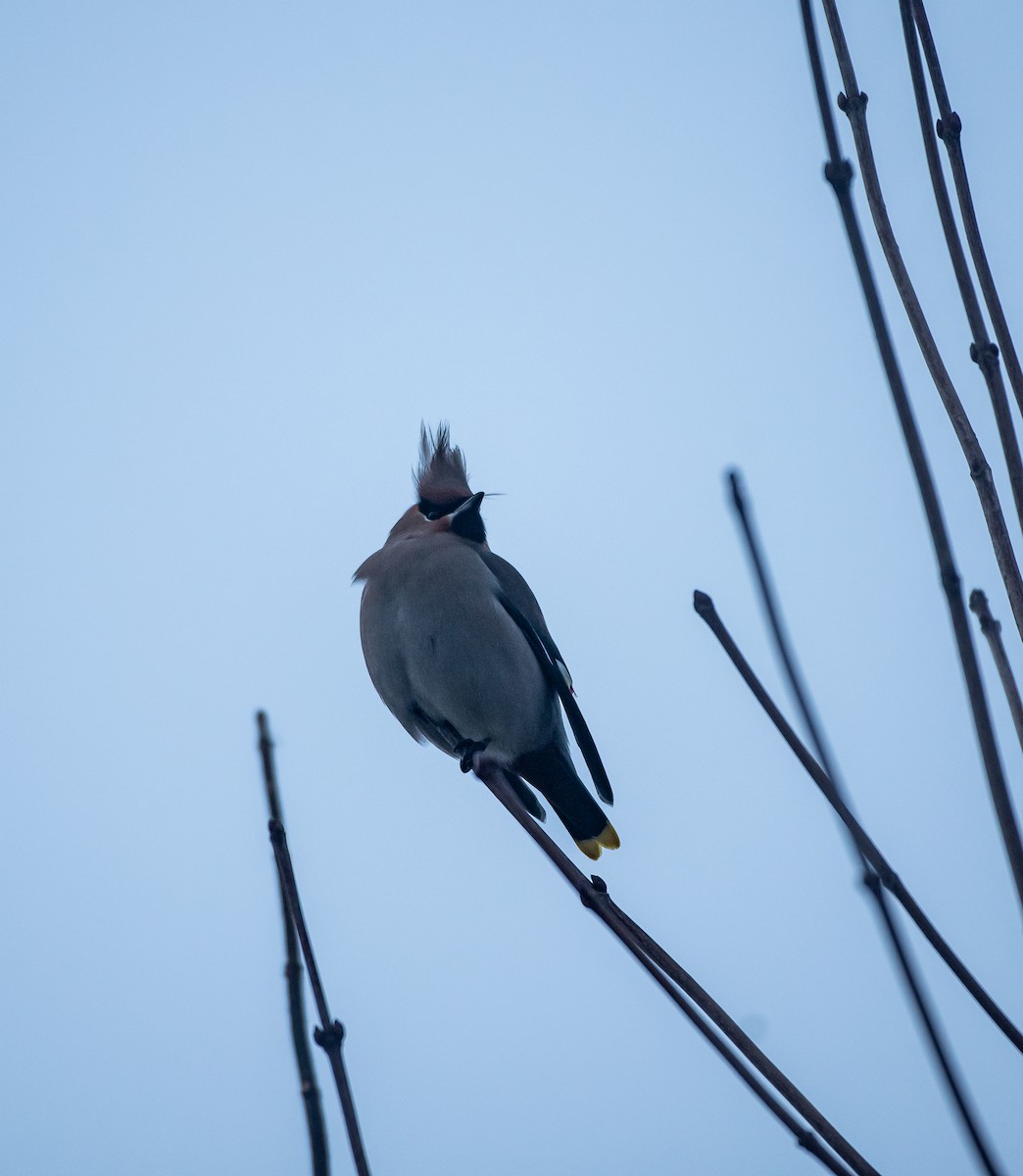 Bohemian Waxwing - ML647747436