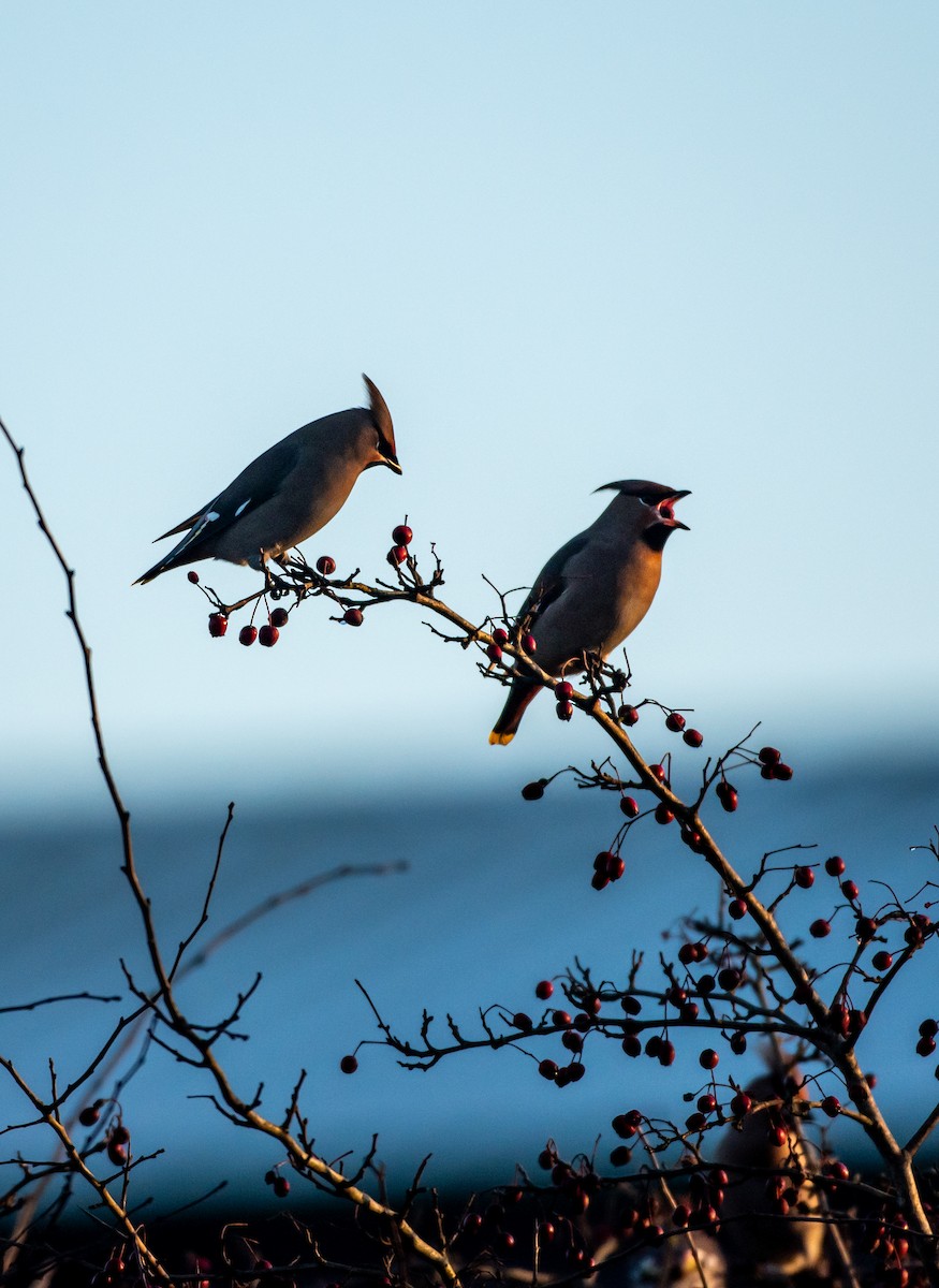 Bohemian Waxwing - ML647747437