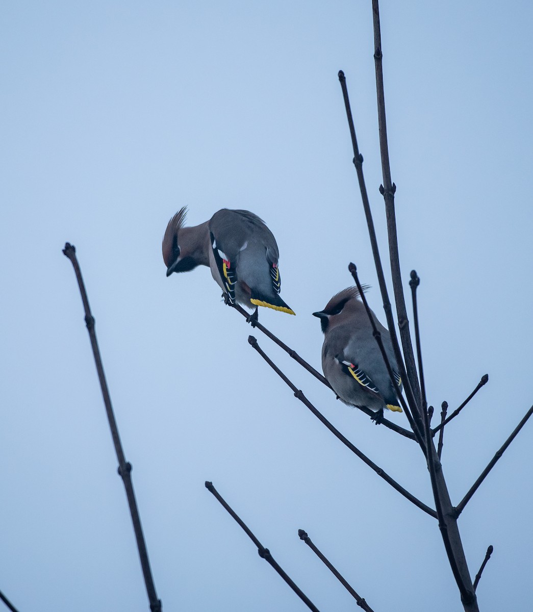 Bohemian Waxwing - ML647747438
