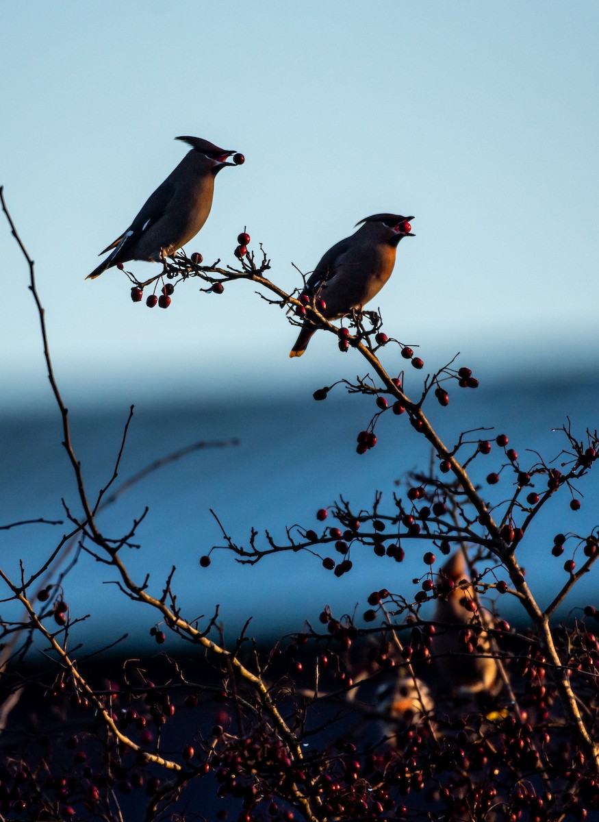 Bohemian Waxwing - ML647747439