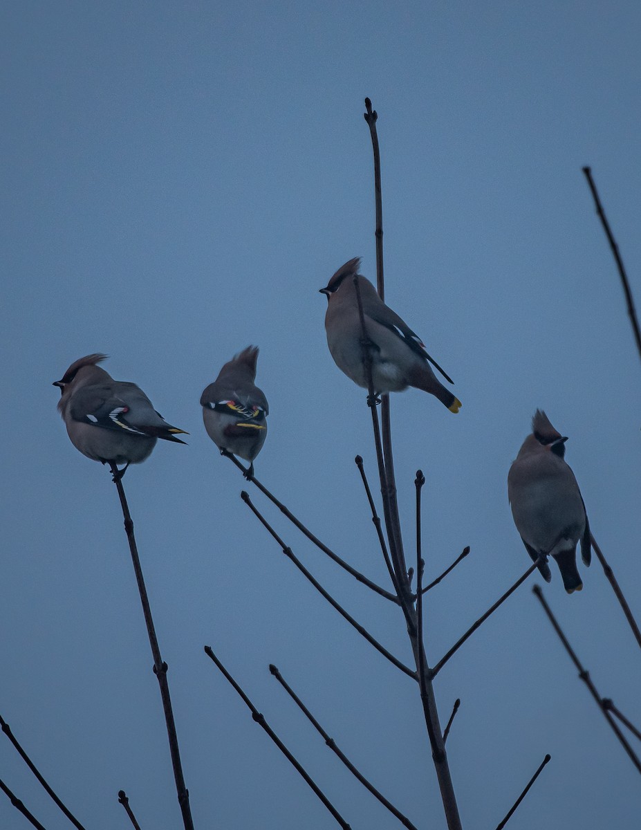 Bohemian Waxwing - ML647747440