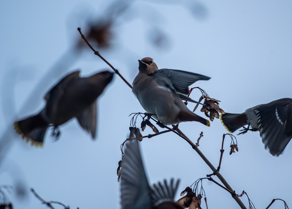 Bohemian Waxwing - ML647747442