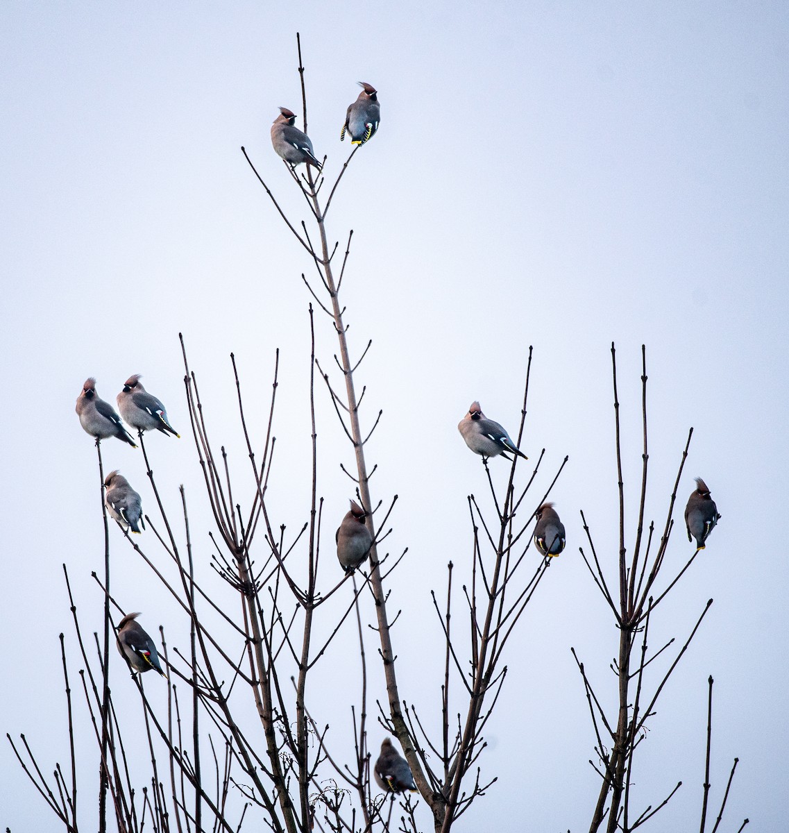 Bohemian Waxwing - ML647747443