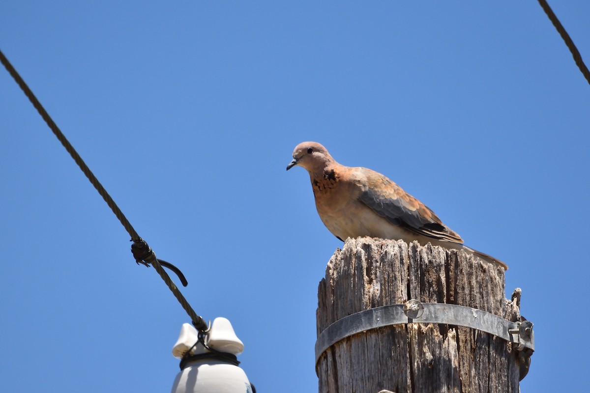 Laughing Dove - ML647747444