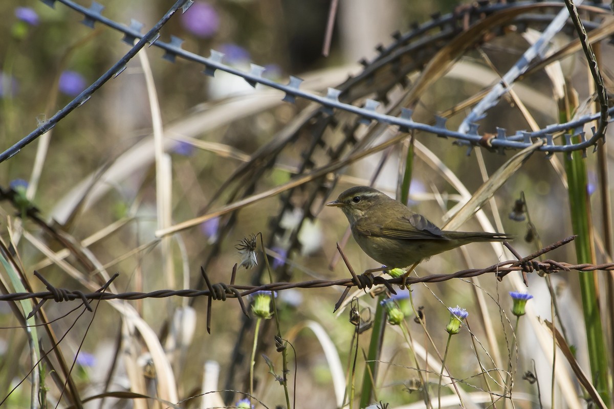 Yellow-streaked Warbler - ML647747445