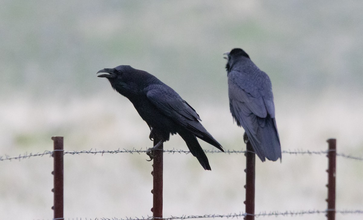 Common Raven - ML647747446