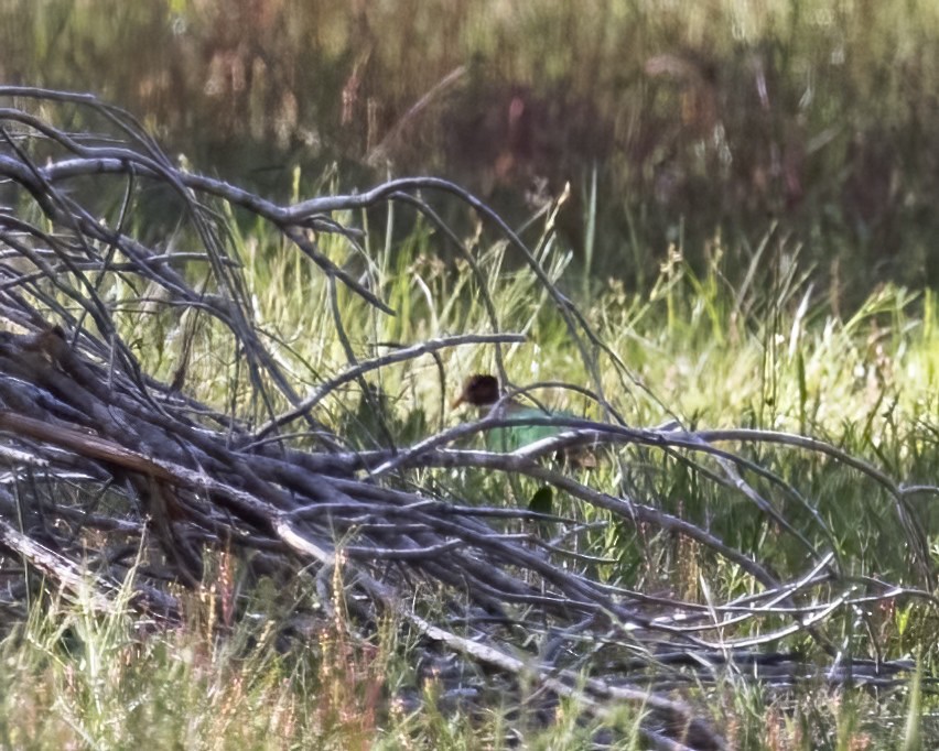 Pacific Emerald Dove - ML647747447