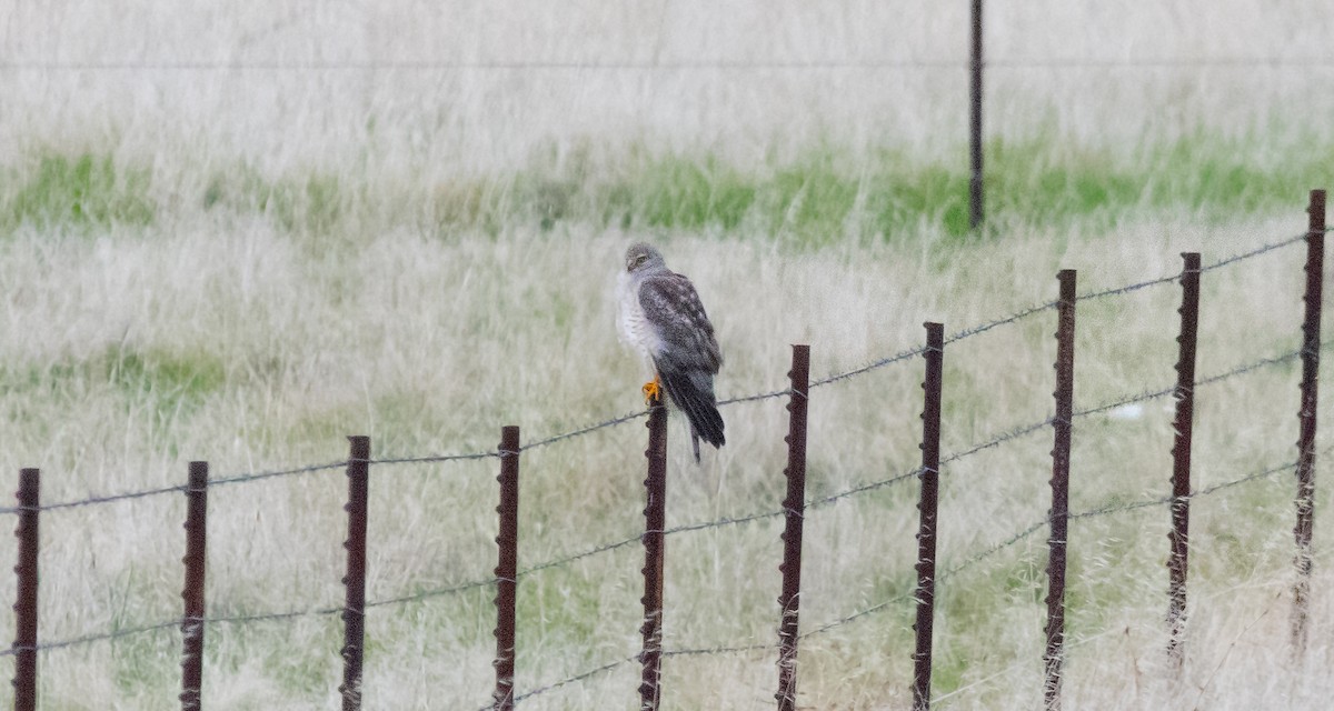 Northern Harrier - ML647747454