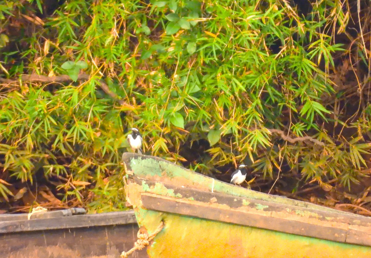 White-browed Wagtail - ML647747455