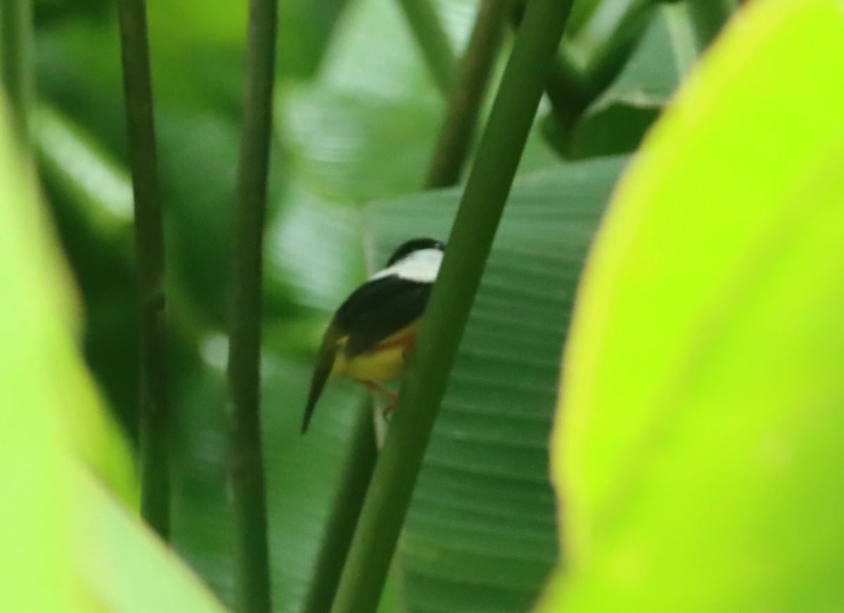 White-collared Manakin - ML647747456