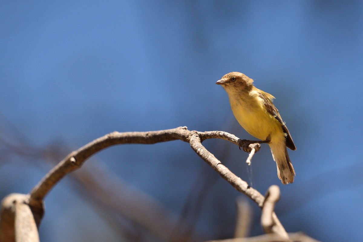 Weebill - ML647747457