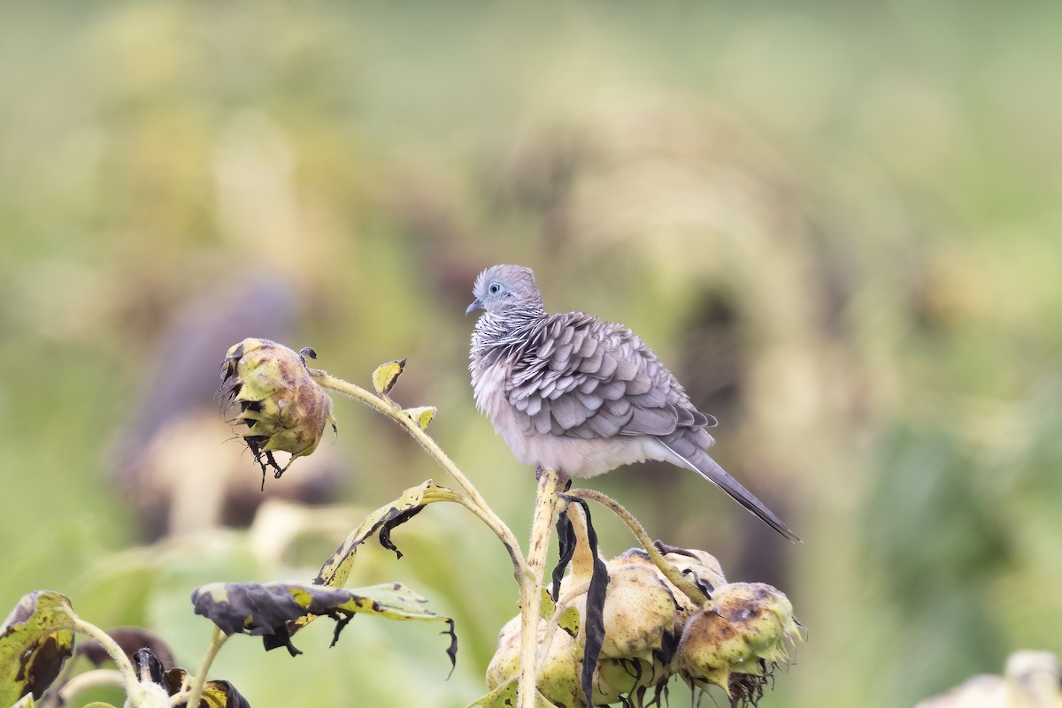 Peaceful Dove - ML647747458