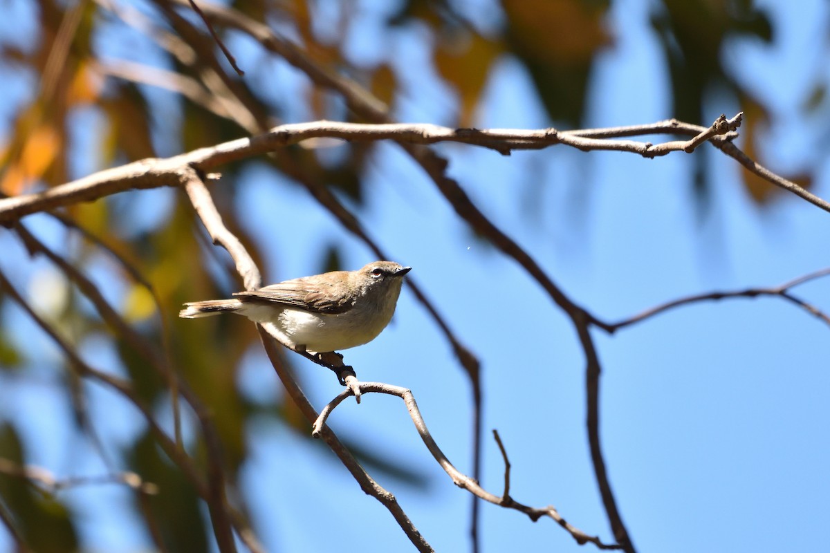 Western Gerygone - ML647747459