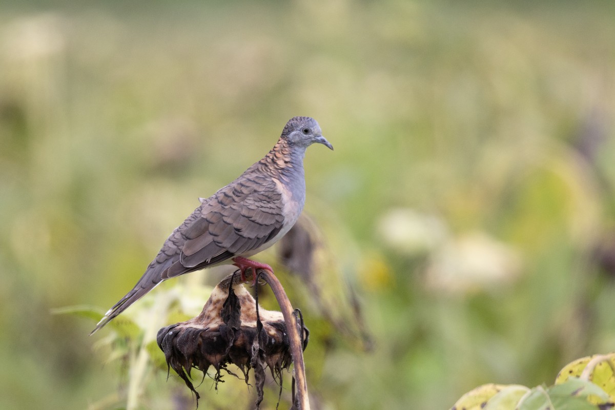 Bar-shouldered Dove - ML647747461