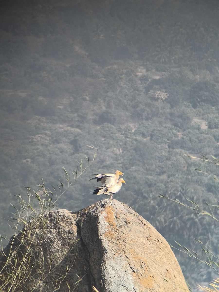 Egyptian Vulture - ML647747462