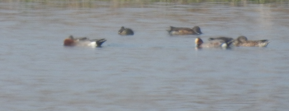 Eurasian Wigeon - ML647747463