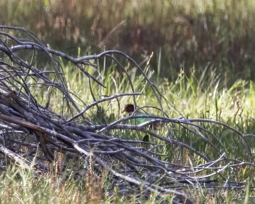 Pacific Emerald Dove - ML647747464