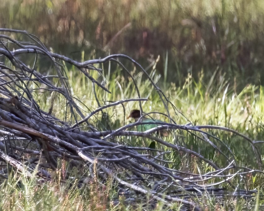 Pacific Emerald Dove - ML647747465