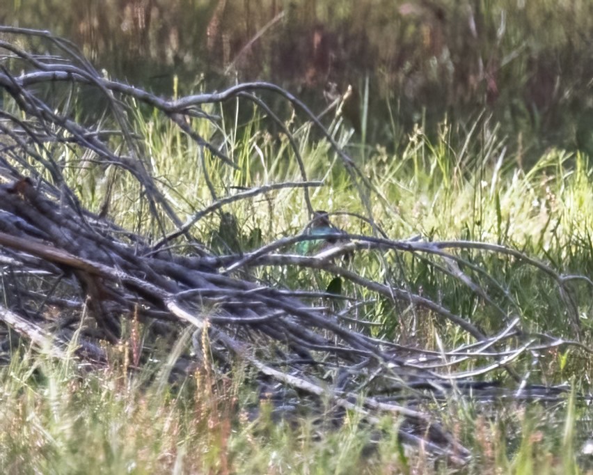 Pacific Emerald Dove - ML647747466