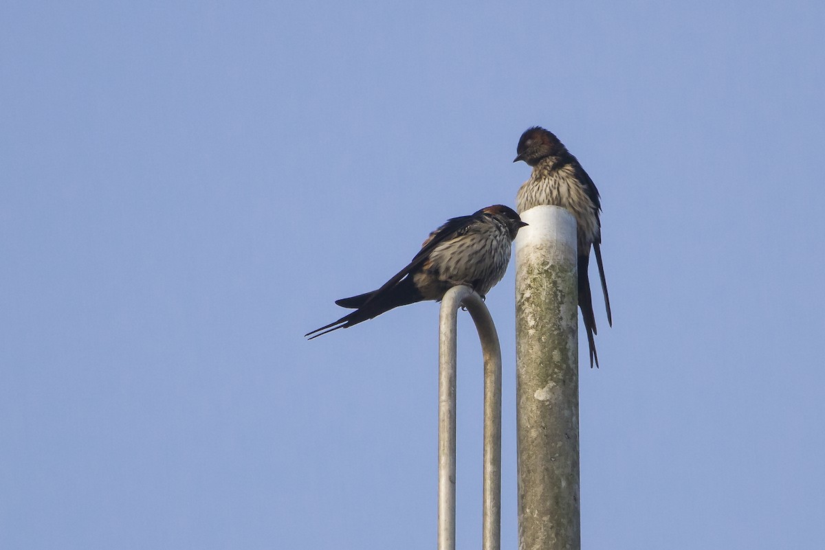 Eastern Red-rumped Swallow (Striated) - ML647747468