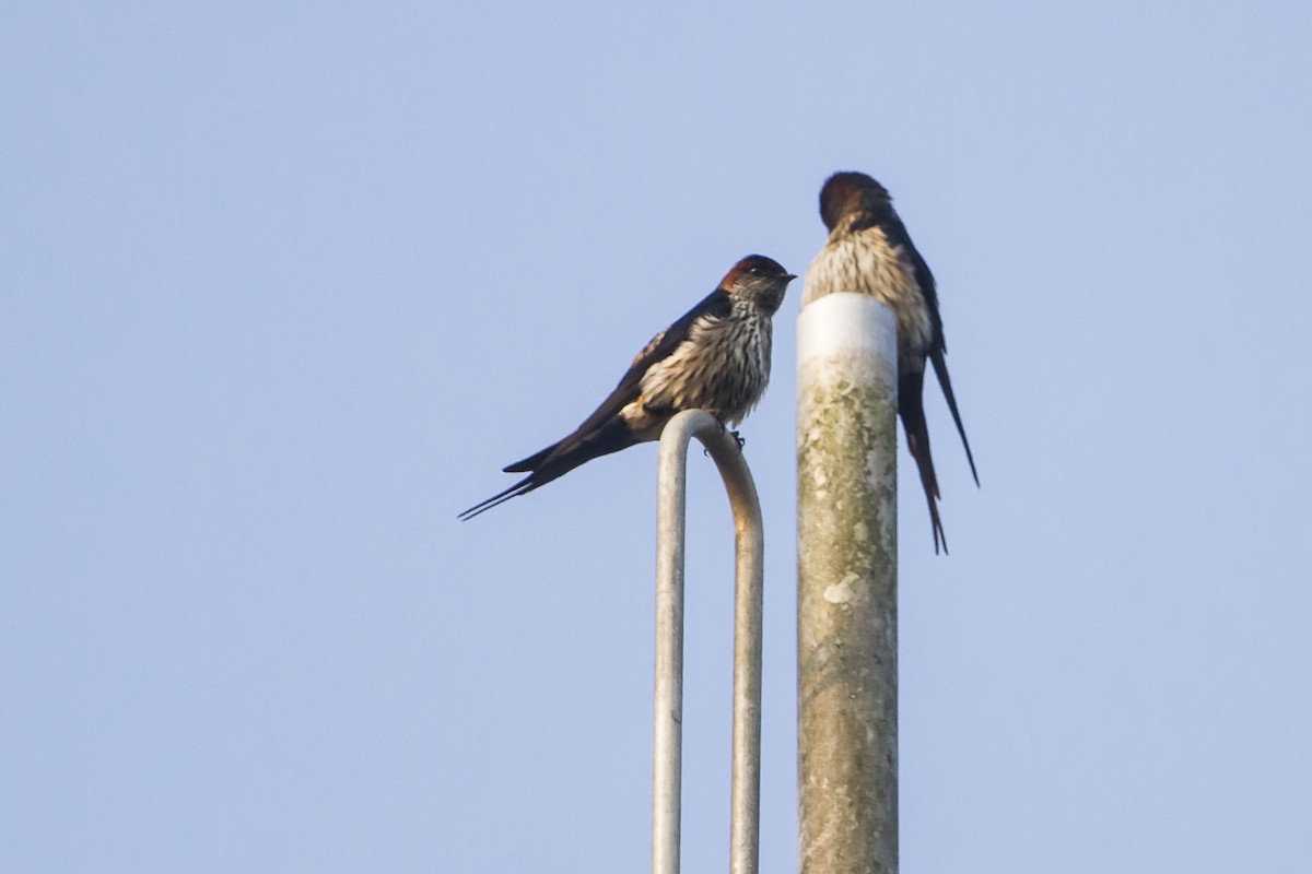 Eastern Red-rumped Swallow (Striated) - ML647747469