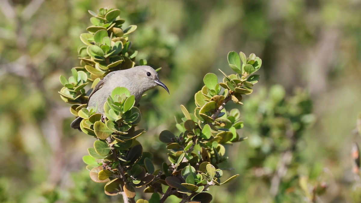 Southern Double-collared Sunbird - ML647747470